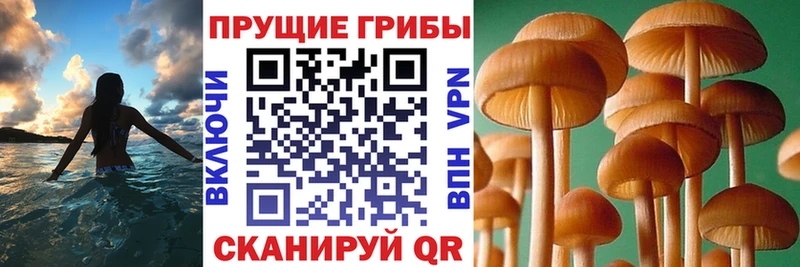 Галлюциногенные грибы MAGIC MUSHROOMS  Новороссийск 