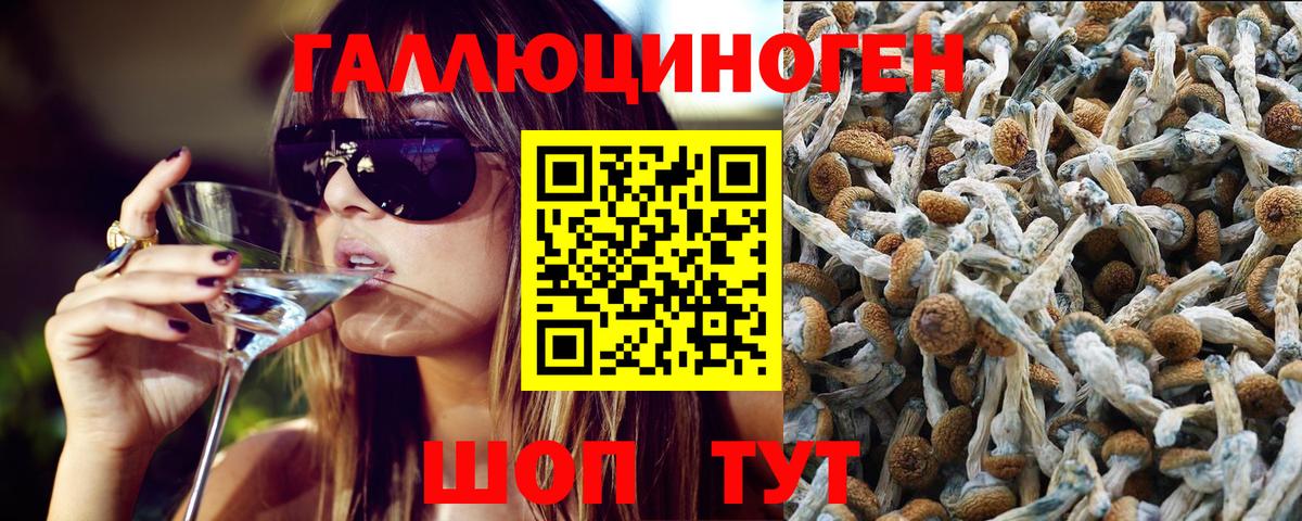 купить   Вход с VPN  Новороссийск  Галлюциногенные грибы GOLDEN TEACHER 